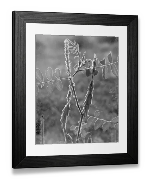 Framed Print : Wild Himalayan flower in contra jour lighting, India 1940's Framed Print : Wild Himalayan flower in contra jour lighting, India 1940's