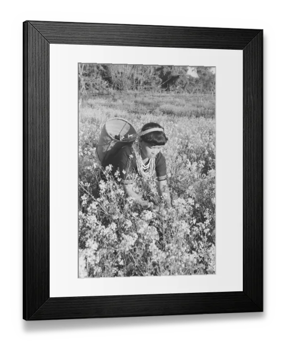 Framed Print : Lady of Mis hmi tribe at work in mus tard field in Lohit dis trict, Arunachal Prades h, India, As ia