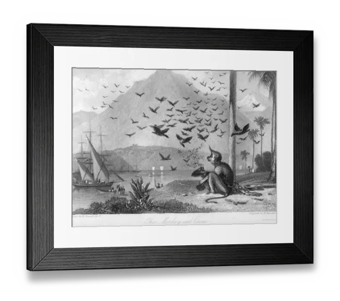 Framed Print : Monkey and crows, India, Asia Framed Print : Monkey and crows, India, Asia