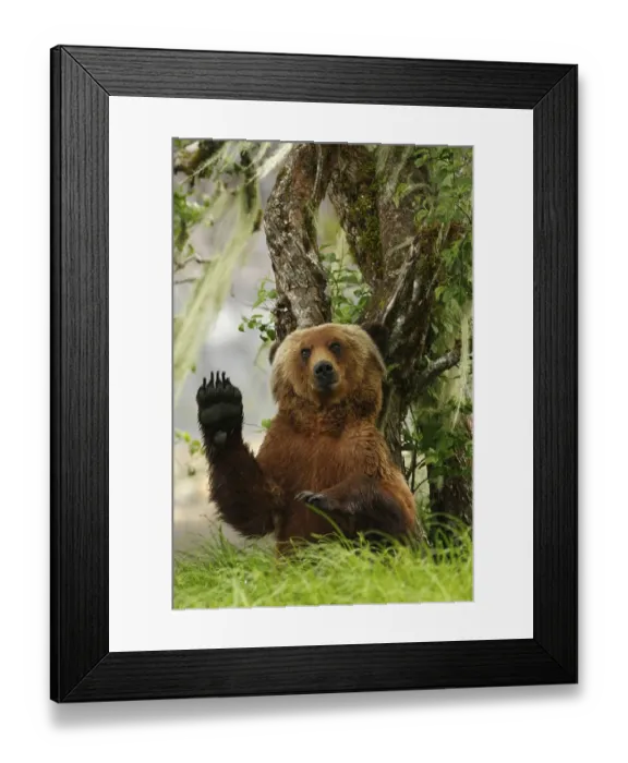 Framed Print : Grizzly Bear (Ursus arctos horribilis) adult, scratching back against Pacific Crabapple (Malus fusca) trunk, in clearing of temperate coastal rainforest, Inside Passage, Coast Mountains, Great Bear Rainforest, British Columbia, Canada, North America