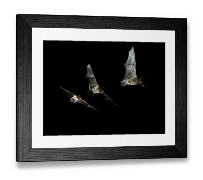 Framed Print : Daubenton's bat (Myotis daubentonii) Framed Print : Daubenton's bat (Myotis daubentonii)