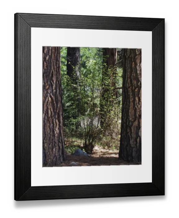 Framed Print : Trees, World Heritage Site 1984, Yosemite National park, California, USA United States of America Framed Print : Trees, World Heritage Site 1984, Yosemite National park, California, USA United States of America