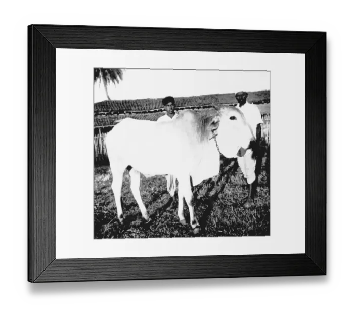 Framed Print : A cow at Sevagram Ashram, 1940