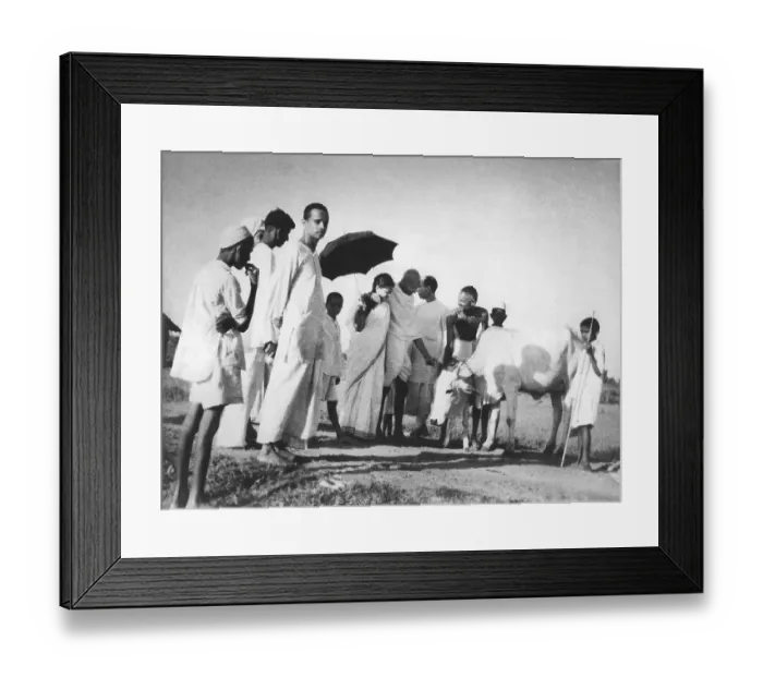 Framed Print : Balwant Singh presents a newborn four hours old calf to Mahatma Gandhi and others at Sevagram Ashram, 1940, Abha Gandhi, Pyarelal Nayar