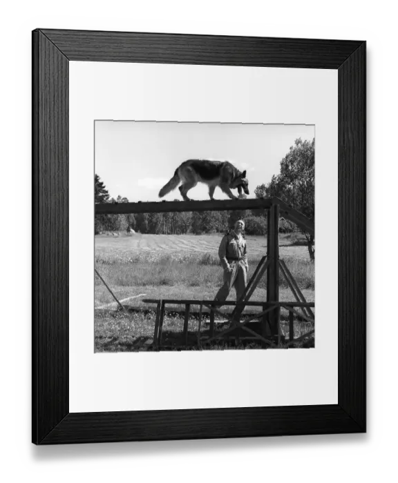 Framed Print : Policeman with a working dog. A policeman and his german shepherd dog on a training course. The dog is seen balancing on a ladder. Sweden 1965