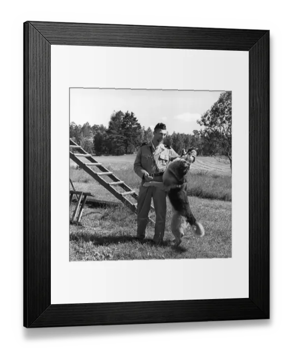 Framed Print : Policeman with a working dog. A policeman and his german shepherd dog on a training course and show affection to his handler. Sweden 1965 Framed Print : Policeman with a working dog. A policeman and his german shepherd dog on a training course and show affection to his handler. Sweden 1965