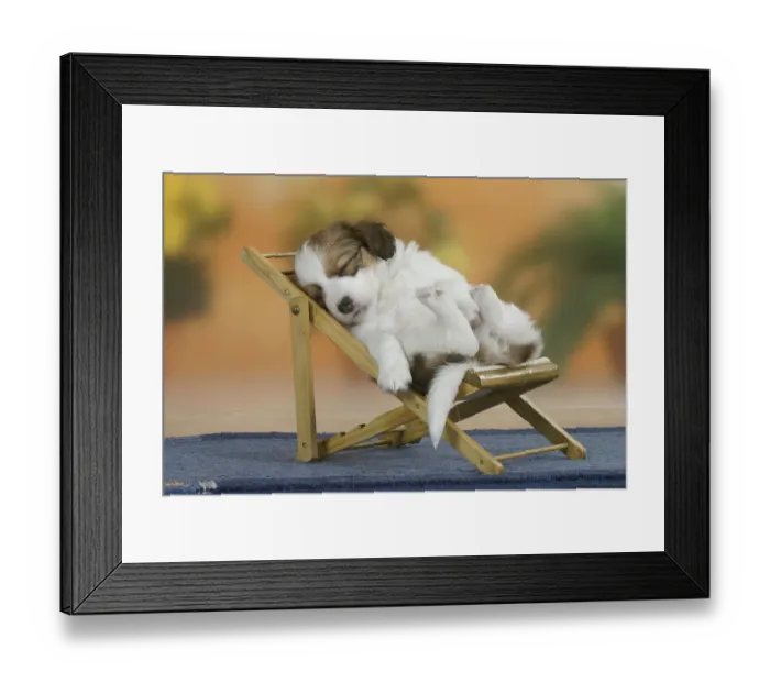 Framed Print : Small Dutch waterfowl dog, puppy, 6 weeks, on the sunbed, Kooikerhondje