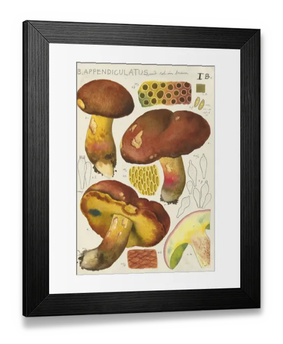 Framed Print : Mushroom, mushrooms, Butyriboletus appendiculatus, syn. Boletus appendiculatus, also known as yellow bronze boletus or yellow boletus, authentic reproduction of an illustration by Hans Walty (1868-1948) from about 1915, historical
