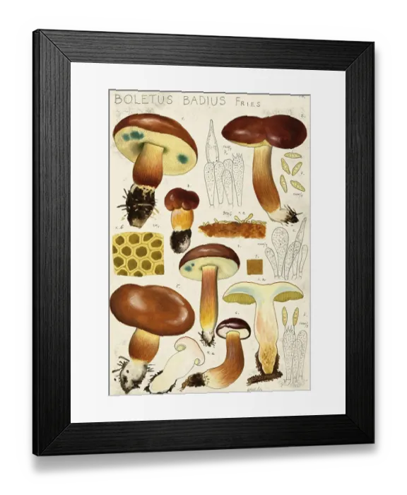 Framed Print : Mushroom, mushrooms, chestnut boletus, Imleria badia, syn. Boletus badius and Xerocomus badius, authentic reproduction of an illustration by Hans Walty (1868-1948) from about 1915, historical Framed Print : Mushroom, mushrooms, chestnut boletus, Imleria badia, syn. Boletus badius and Xerocomus badius, authentic reproduction of an illustration by Hans Walty (1868-1948) from about 1915, historical