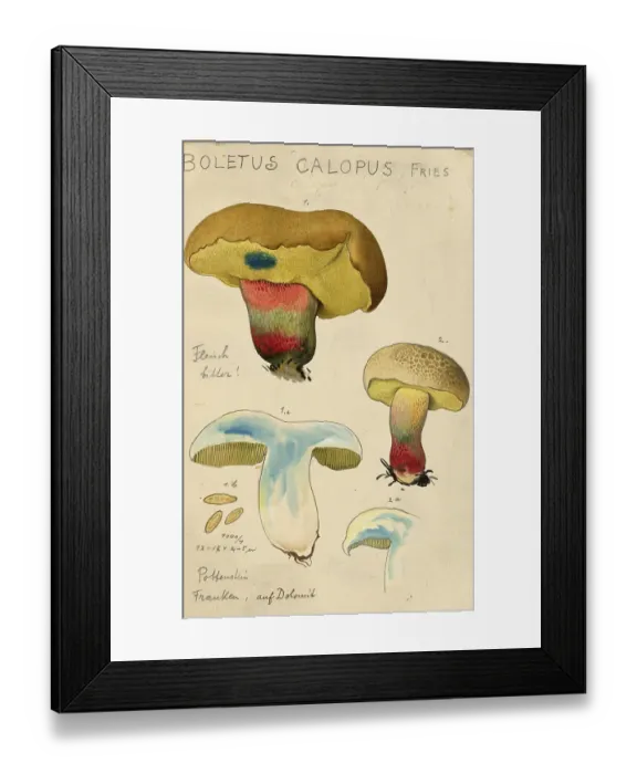 Framed Print : Mushroom, Mushrooms, Caloboletus calopus, Syn. Boletus calopus, authentic reproduction of an illustration by Hans Walty (1868-1948) from about 1915, historical