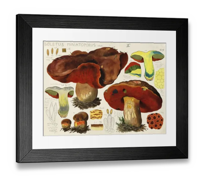 Framed Print : Mushroom, mushroom, cobbler mushroom, Boletus miniatoporus, authentic reproduction of an illustration by Hans Walty (1868-1948) from about 1915, historical Framed Print : Mushroom, mushroom, cobbler mushroom, Boletus miniatoporus, authentic reproduction of an illustration by Hans Walty (1868-1948) from about 1915, historical