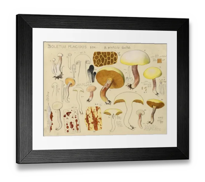 Framed Print : Mushroom, mushrooms, ivory bolete, Suillus placidus, Boletus placidus, authentic reproduction of an illustration by Hans Walty (1868-1948) from about 1915, historical Framed Print : Mushroom, mushrooms, ivory bolete, Suillus placidus, Boletus placidus, authentic reproduction of an illustration by Hans Walty (1868-1948) from about 1915, historical