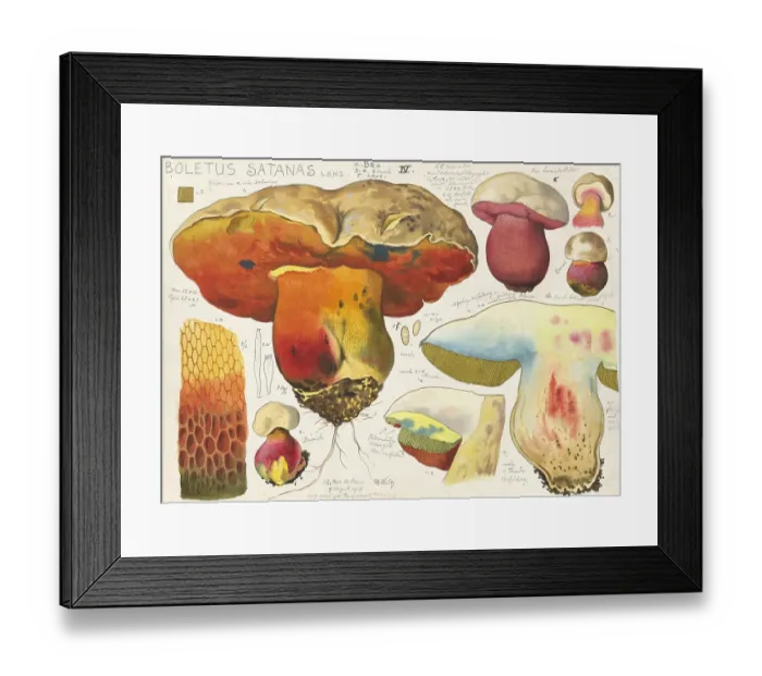 Framed Print : Mushroom, Mushrooms, Satan's bolete