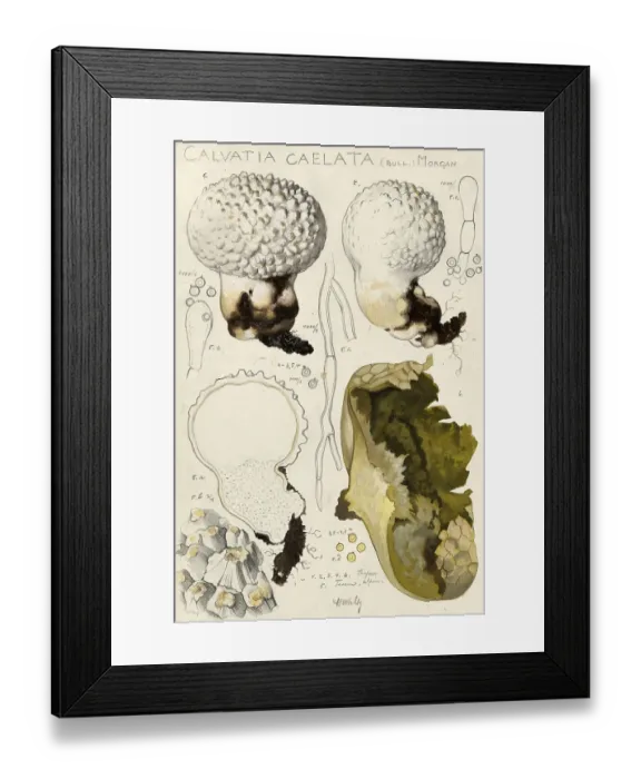 Framed Print : Mushroom, fungi, Lycoperdon utriforme, also Calvatia caelata and Handkea utriformis, mosaic puffball, authentic reproduction of an illustration by Hans Walty (1868-1948) from about 1915, historical Framed Print : Mushroom, fungi, Lycoperdon utriforme, also Calvatia caelata and Handkea utriformis, mosaic puffball, authentic reproduction of an illustration by Hans Walty (1868-1948) from about 1915, historical