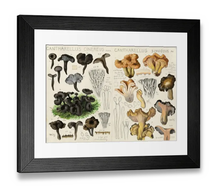 Framed Print : Mushroom, fungi, grey craterelle, also known as grey chanterelle or grey Leistling, Craterellus cinereus, syn. Cantharellus cinereus, Pseudocraterellus cinereus and curly craterelle, Craterellus sinuosus, syn Framed Print : Mushroom, fungi, grey craterelle, also known as grey chanterelle or grey Leistling, Craterellus cinereus, syn. Cantharellus cinereus, Pseudocraterellus cinereus and curly craterelle, Craterellus sinuosus, syn
