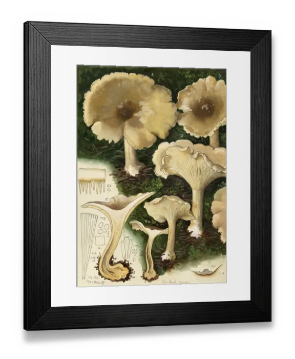 Framed Print : Mushroom, fungus, Clouded funnel fungus, Clouded or grey cap, Clitocybe nebularis, syn. Lepista nebularis, authentic reproduction of an illustration by Hans Walty (1868-1948) from about 1915, historical Framed Print : Mushroom, fungus, Clouded funnel fungus, Clouded or grey cap, Clitocybe nebularis, syn. Lepista nebularis, authentic reproduction of an illustration by Hans Walty (1868-1948) from about 1915, historical