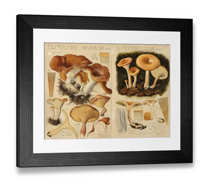 Framed Print : Mushroom, Mushrooms, Clitocybe flaccida, Lepista inversa, Fuchsroter Trichterling and Wasserfleckiger Roeteltrichterling, Fahlgelber Trichterling, Wasserfleckiger Trichterling, Paralepista flaccia, Lepista splendens Framed Print : Mushroom, Mushrooms, Clitocybe flaccida, Lepista inversa, Fuchsroter Trichterling and Wasserfleckiger Roeteltrichterling, Fahlgelber Trichterling, Wasserfleckiger Trichterling, Paralepista flaccia, Lepista splendens