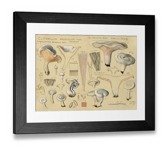 Framed Print : Mushroom, mushroom, flour mushroom, Clitopilus prunulus, authentic reproduction of an illustration by Hans Walty (1868-1948) from about 1915, historical