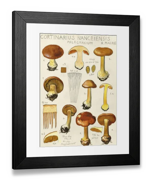Framed Print : Mushroom, fungus, yellow-flaked slime mould, Cortinarius nanceiensis, authentic reproduction of an illustration by Hans Walty (1868-1948) from about 1915, historical