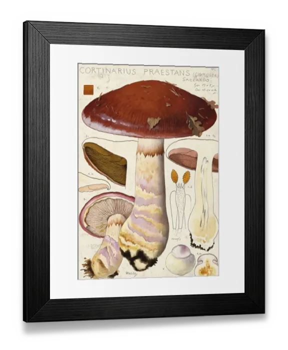 Framed Print : Mushroom, fungi, barn owl or blue-booted slime mould, Phlegmacium praestans, syn. Cortinarius praestans, authentic reproduction of an illustration by Hans Walty (1868-1948) from about 1915, historical