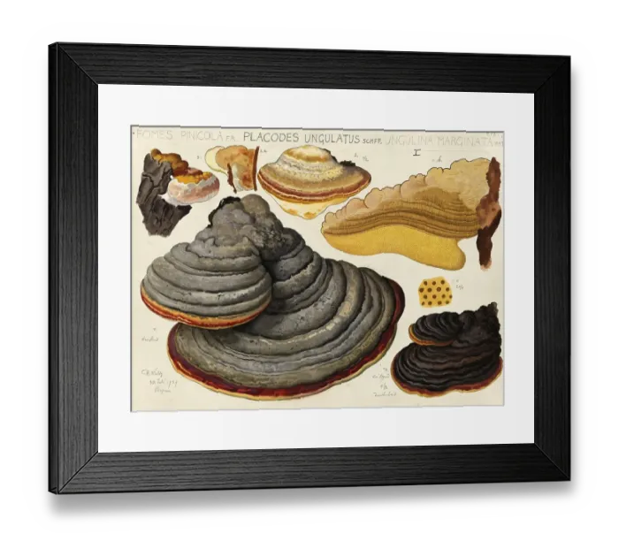 Framed Print : Mushroom, fungi, Red Banded Polypore, Fomitopsis pinicola and Ungulina marginata, spruce spore, authentic reproduction of an illustration by Hans Walty (1868-1948) from about 1915, historical Framed Print : Mushroom, fungi, Red Banded Polypore, Fomitopsis pinicola and Ungulina marginata, spruce spore, authentic reproduction of an illustration by Hans Walty (1868-1948) from about 1915, historical