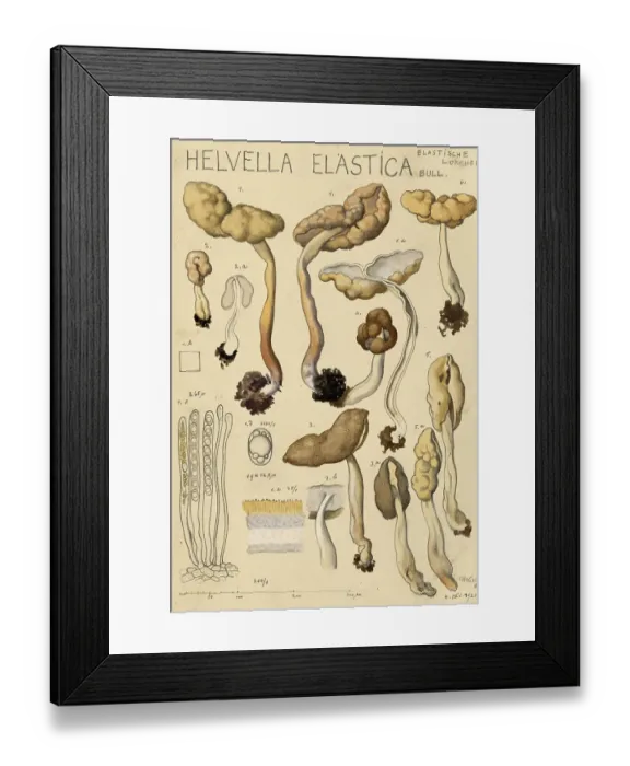 Framed Print : Mushroom, fungi, elastic laurel, Helvella elastica, syn. Leptopodia elastica, authentic reproduction of an illustration by Hans Walty (1868-1948) from about 1915, historical