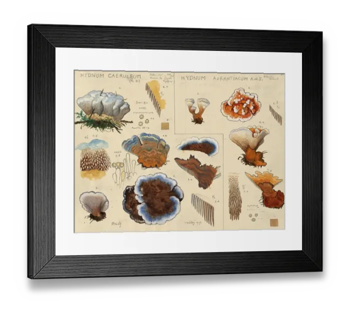 Framed Print : Mushroom, mushrooms, bluish cork stinging, sky-blue cork stinging, blue cork stinging, Hydnum caeruleum and orange-yellow cork stinging, Hydnellum aurantiacum, authentic reproduction of an illustration by Hans Walty (1868-1948) from about 1915 Framed Print : Mushroom, mushrooms, bluish cork stinging, sky-blue cork stinging, blue cork stinging, Hydnum caeruleum and orange-yellow cork stinging, Hydnellum aurantiacum, authentic reproduction of an illustration by Hans Walty (1868-1948) from about 1915
