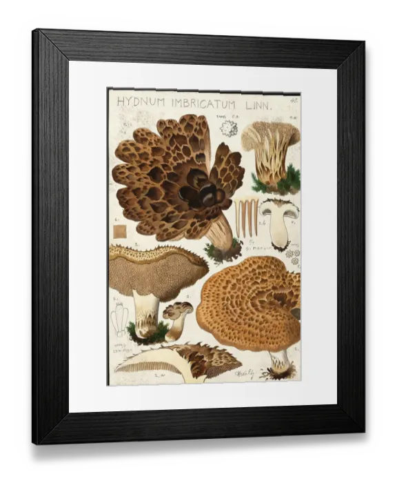 Framed Print : Mushroom, fungi, Hydnum imbricatum hawk mushroom, authentic reproduction of an illustration by Hans Walty (1868-1948) from about 1915, historical