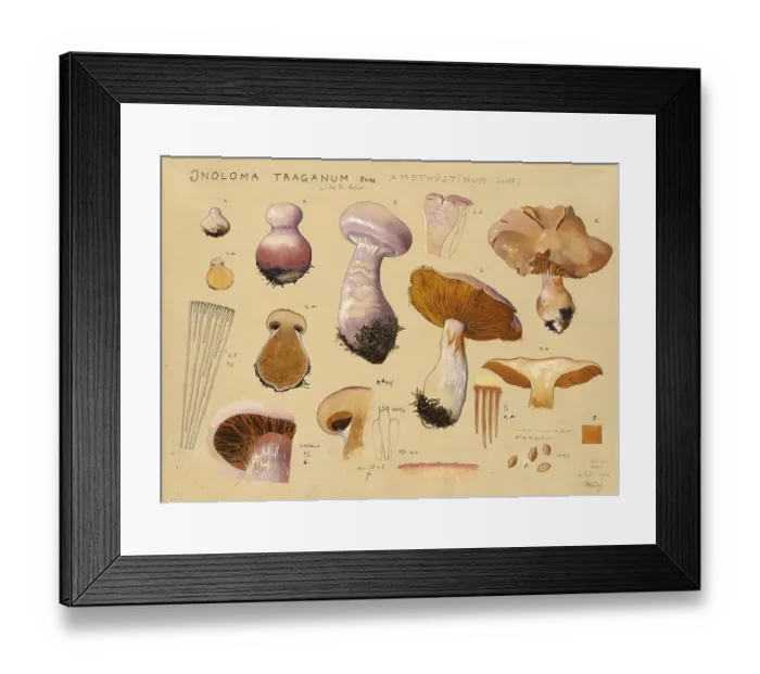 Framed Print : Mushroom, Mushrooms, Purple Thickfoot, Inoloma Traganum, Syn. Cortinarius Traganus, Amethystinum, authentic reproduction of an illustration by Hans Walty (1868-1948) from about 1915, historical