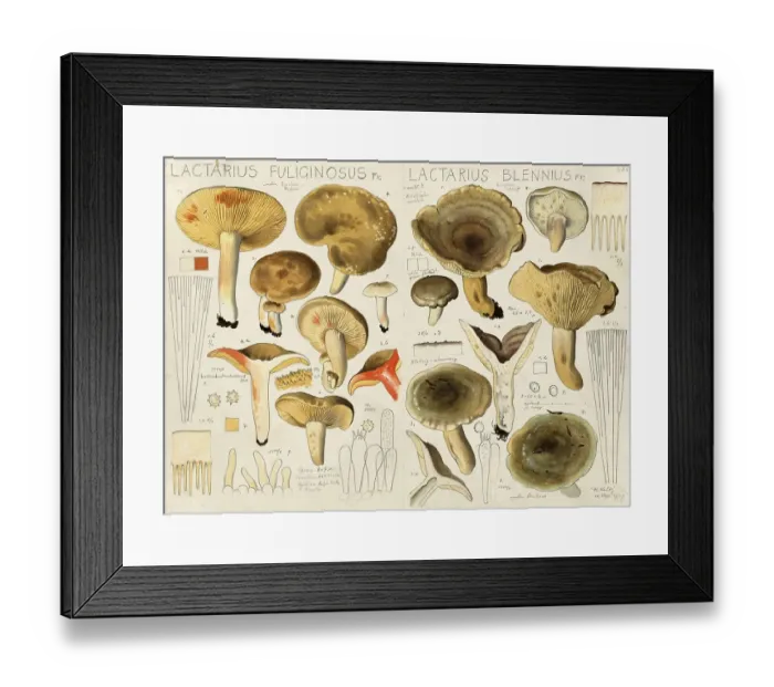 Framed Print : Mushroom, Mushrooms, Sooty-coloured Milky, Lactarius fuliginosus and Grey-green Milky, Lactarius blennius, authentic reproduction of an illustration by Hans Walty (1868-1948) from about 1915, historical