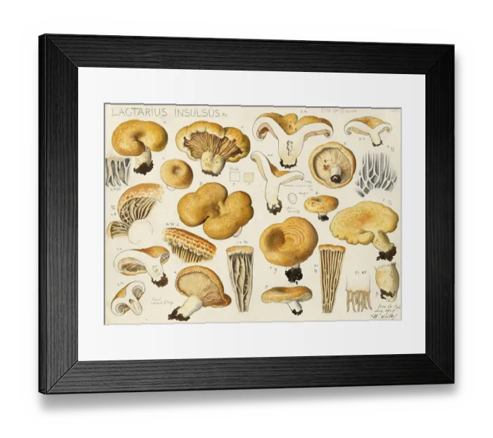 Framed Print : Mushroom, Mushrooms, Beautiful Zone Milky, Lactarius zonarius, Syn. Lactarius insulsus, authentic reproduction of an illustration by Hans Walty (1868-1948) from about 1915, historical Framed Print : Mushroom, Mushrooms, Beautiful Zone Milky, Lactarius zonarius, Syn. Lactarius insulsus, authentic reproduction of an illustration by Hans Walty (1868-1948) from about 1915, historical