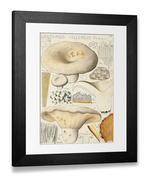 Framed Print : Mushroom, fungus, fleecy milk-cap, Lactifluus vellereus, syn. Lactarius vellereus, also known as earth slider, velvety milk-cap or mild milk sponge, authentic reproduction of an illustration by Hans Walty (1868-1948) from about 1915, historical Framed Print : Mushroom, fungus, fleecy milk-cap, Lactifluus vellereus, syn. Lactarius vellereus, also known as earth slider, velvety milk-cap or mild milk sponge, authentic reproduction of an illustration by Hans Walty (1868-1948) from about 1915, historical