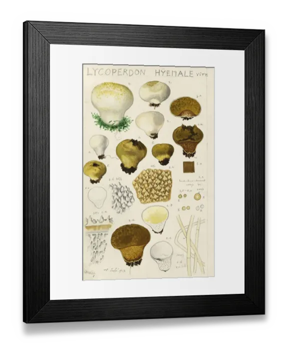 Framed Print : Mushroom, fungi, Lycoperdon hiemale, Staeubling, authentic reproduction of an illustration by Hans Walty (1868-1948) from about 1915, historical
