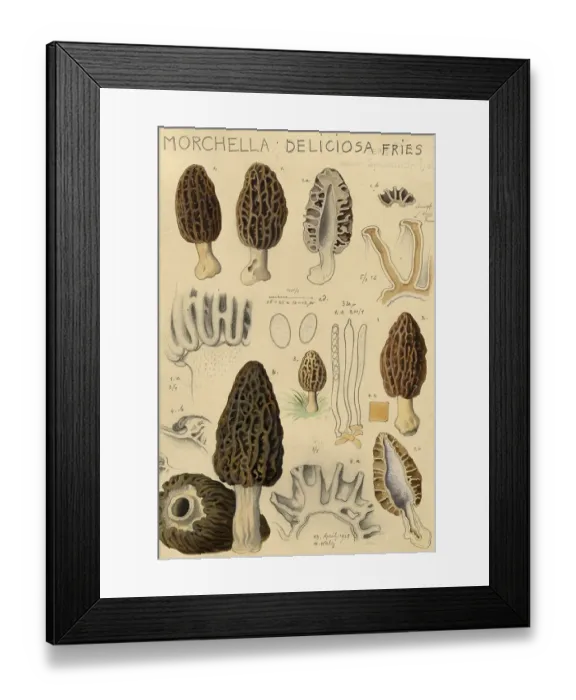 Framed Print : Mushroom, Mushrooms, Morchella deliciosa, Delicious pointed morel, authentic reproduction of an illustration by Hans Walty (1868-1948) from about 1915, historical