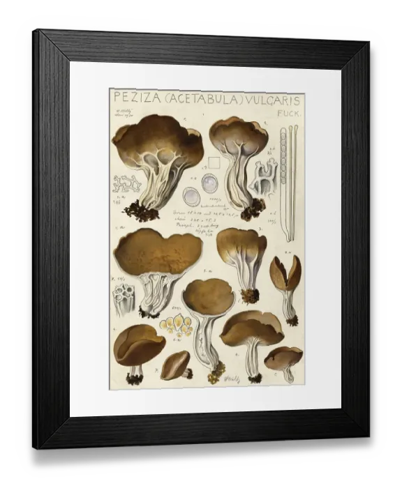 Framed Print : Mushroom, fungi, downy bark cup, Pezizella vulgaris, authentic reproduction of an illustration by Hans Walty (1868-1948) from about 1915, historical
