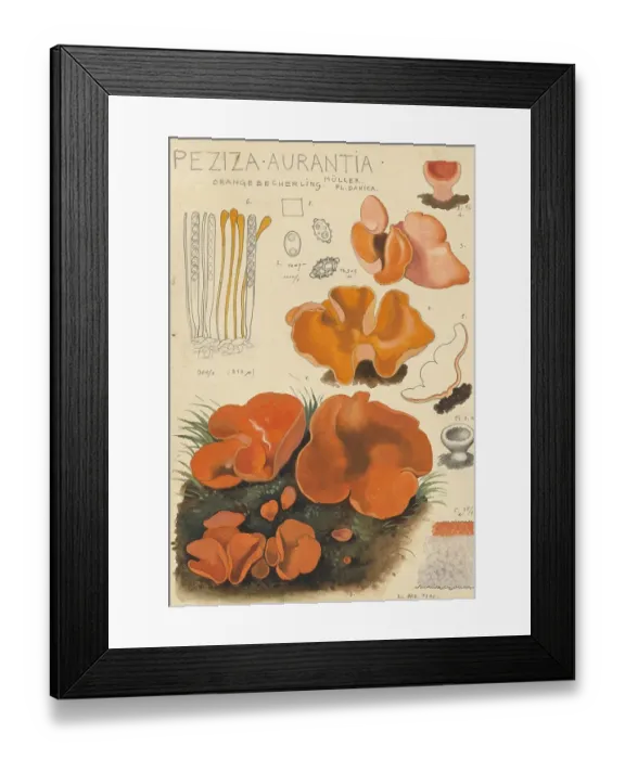 Framed Print : Mushroom, fungi, common orange cup fungus or orange-red cup fungus, Aleuria aurantia, syn Peziza aurantia, authentic reproduction of an illustration by Hans Walty (1868-1948) from about 1915, historical Framed Print : Mushroom, fungi, common orange cup fungus or orange-red cup fungus, Aleuria aurantia, syn Peziza aurantia, authentic reproduction of an illustration by Hans Walty (1868-1948) from about 1915, historical