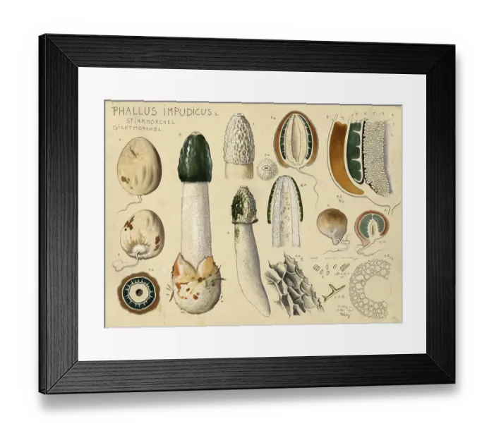 Framed Print : Mushroom, fungi, common stinkhorn, Phallus impudicus, authentic reproduction of an illustration by Hans Walty (1868-1948) from about 1915, historical