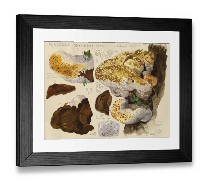 Framed Print : Mushroom, fungi, oak bracket, Inonotus dryadeus, Placodes dryadeus, authentic reproduction of an illustration by Hans Walty (1868-1948) from about 1915, historical Framed Print : Mushroom, fungi, oak bracket, Inonotus dryadeus, Placodes dryadeus, authentic reproduction of an illustration by Hans Walty (1868-1948) from about 1915, historical