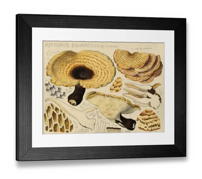 Framed Print : Mushroom, fungi, dryad's saddle