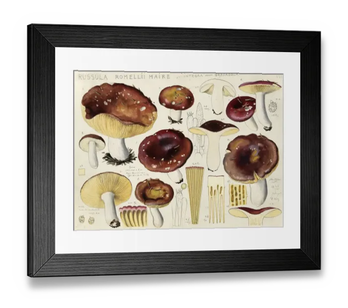 Framed Print : Mushroom, Mushrooms, White-stemmed russula, Russula romellii, authentic reproduction of an illustration by Hans Walty (1868-1948) from about 1915, historical