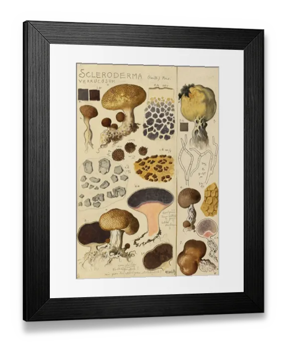 Framed Print : Mushroom, fungi, brown-black hard bovid, Scleroderma verrucosum, authentic reproduction of an illustration by Hans Walty (1868-1948) from about 1915, historical
