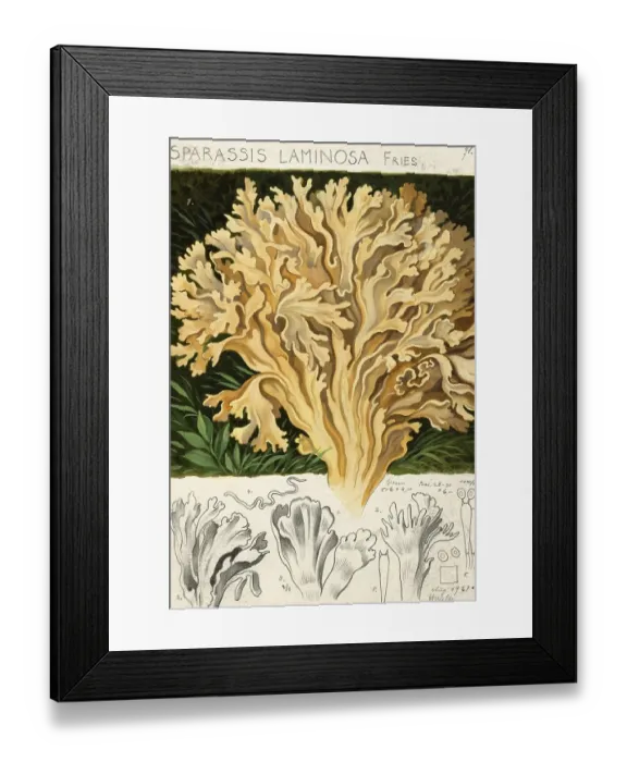 Framed Print : Mushroom, mushroom, broad-leaved hen, Sparassis brevipes, syn. Sparassis laminosa, Sparassis nemecii, authentic reproduction of an illustration by Hans Walty (1868-1948) from about 1915, historical Framed Print : Mushroom, mushroom, broad-leaved hen, Sparassis brevipes, syn. Sparassis laminosa, Sparassis nemecii, authentic reproduction of an illustration by Hans Walty (1868-1948) from about 1915, historical