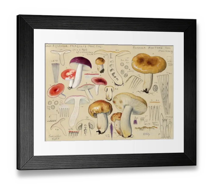 Framed Print : Mushroom, Mushrooms, Russula fragilis, Russula fragilis, Russula foetens, authentic reproduction of an illustration by Hans Walty (1868-1948) from about 1915, historical