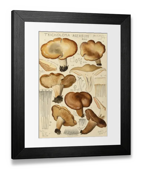 Framed Print : Mushroom, fungi, ribbed knight mushroom, Tricholoma acerbum, authentic reproduction of an illustration by Hans Walty (1868-1948) from about 1915, historical Framed Print : Mushroom, fungi, ribbed knight mushroom, Tricholoma acerbum, authentic reproduction of an illustration by Hans Walty (1868-1948) from about 1915, historical