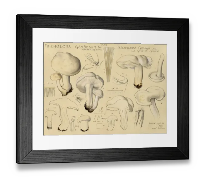 Framed Print : Mushroom, Mushrooms, May mushroom Framed Print : Mushroom, Mushrooms, May mushroom