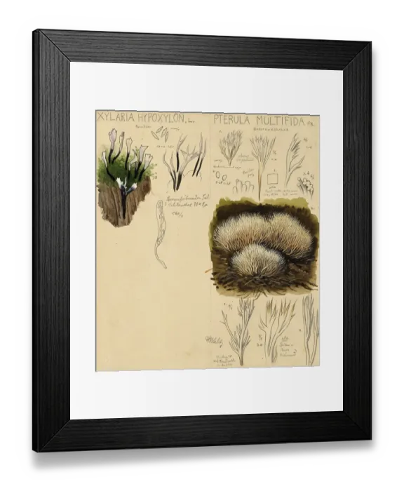 Framed Print : Mushroom, Mushrooms, Candlestick fungus, Xylaria hypoxylon and Pterula multifida, White bristle coral, authentic reproduction of an illustration by Hans Walty (1868-1948) from about 1915, historical Framed Print : Mushroom, Mushrooms, Candlestick fungus, Xylaria hypoxylon and Pterula multifida, White bristle coral, authentic reproduction of an illustration by Hans Walty (1868-1948) from about 1915, historical