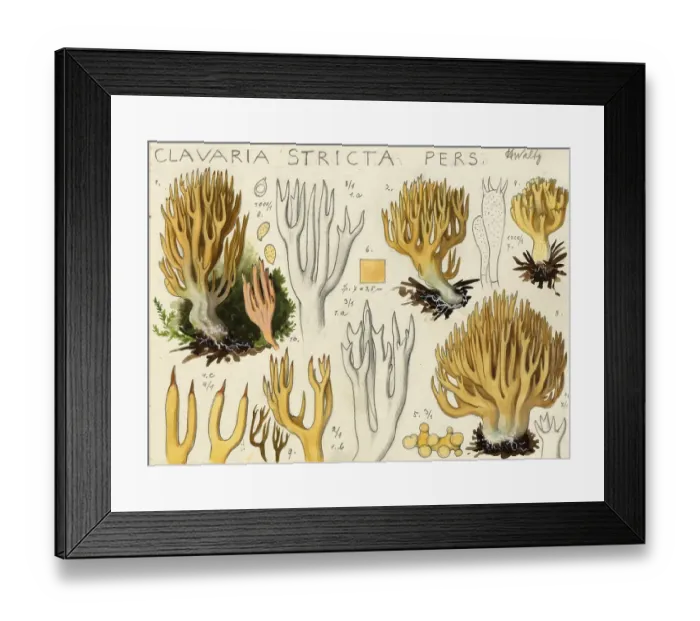Framed Print : Mushroom, Mushrooms, Stiff coral, Ramaria stricta, Corallium stricta, authentic reproduction of an illustration by Hans Walty (1868-1948) from about 1915, historical