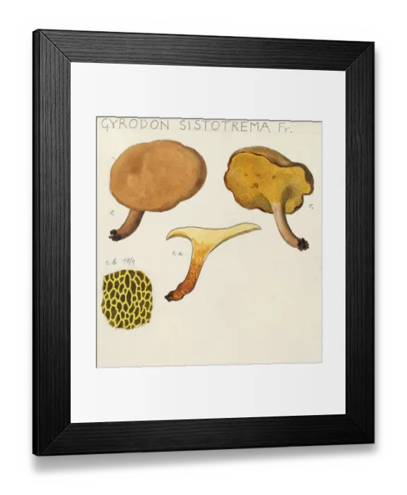 Framed Print : Mushroom, fungi, Gyrodon sistotrema, alder coneflower, authentic reproduction of an illustration by Hans Walty (1868-1948) from about 1915, historical