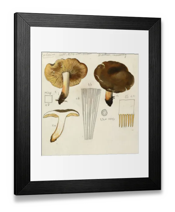 Framed Print : Mushroom, Mushroom, Bread or Pear Milk Fungus, Lactifluus volemus, authentic reproduction of an illustration by Hans Walty (1868-1948) from about 1915, historical