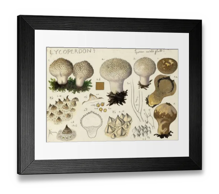 Framed Print : Mushroom, fungi, Lycoperdon, Staeubling, authentic reproduction of an illustration by Hans Walty (1868-1948) from about 1915, historical Framed Print : Mushroom, fungi, Lycoperdon, Staeubling, authentic reproduction of an illustration by Hans Walty (1868-1948) from about 1915, historical